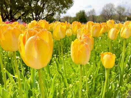 黄色いチューリップ チューリップ,花,黄色の写真素材