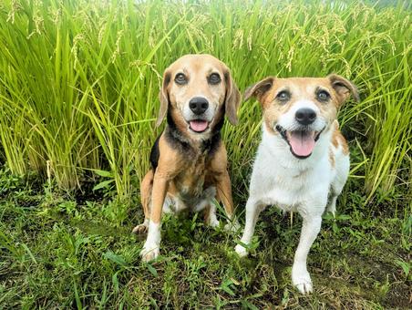 稲がすくすく育ってます 稲がすくすく育ってます 犬,ビーグル,ジャックラッセルテリアの写真素材