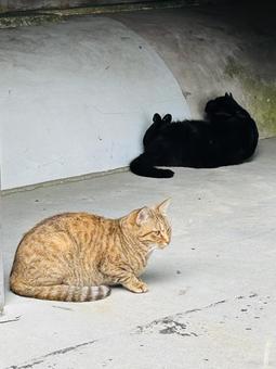 猫 猫 夏休み,俯瞰,猫からみの写真素材