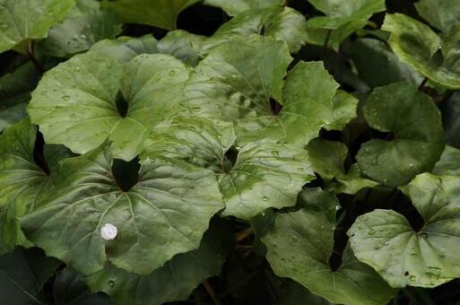 春の足音の写真