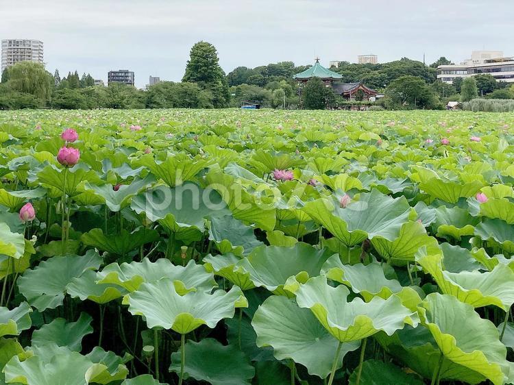 東京風景・不忍池 不忍池,上野,上野恩賜公園の写真素材