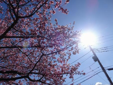 河津桜の公園-25 河津桜の公園-25の写真