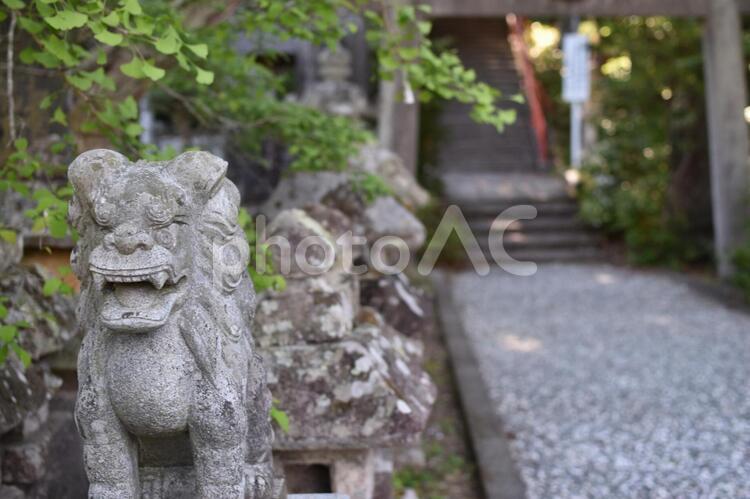 狛犬（諏訪神社） 狛犬,神社,諏訪神社の写真素材