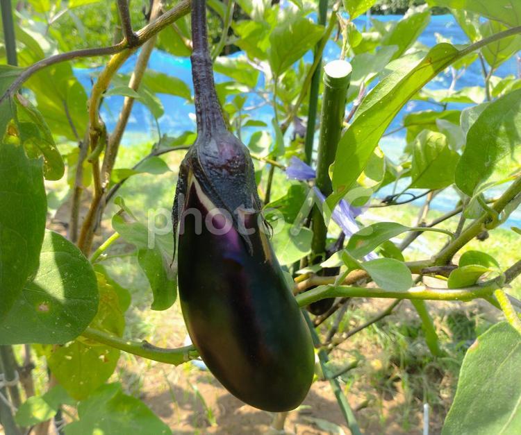 家庭菜園、茄子の栽培 茄子,なすび,家庭菜園の写真素材