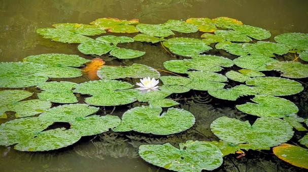水面に広がる葉と一輪の白い花 水面に広がる葉と一輪の白い花 睡蓮,スイレン,蓮の写真素材