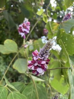クズの花1 クズの花1の写真
