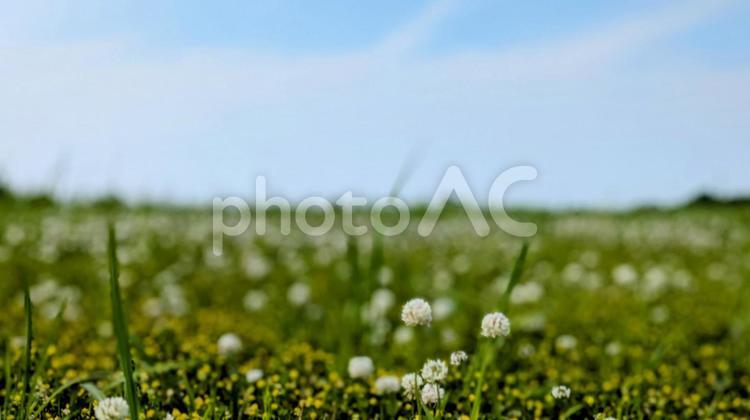 白と黄色のコントラスト、広がる花畑① 花,白い花,黄色い花の写真素材