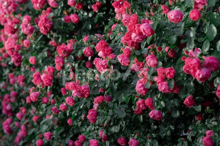 雨に濡れるピンクのバラ バラ,花,雨の写真素材