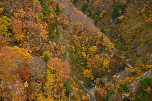 紅葉5 紅葉5の写真