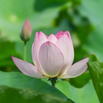蓮の花 蓮の花 ハス,蓮沼,花の写真素材
