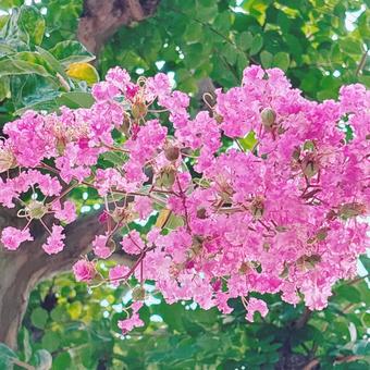 Crape myrtle, JPG Crape myrtle, JPG