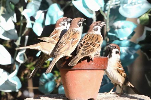 すずめ餌場群れの写真