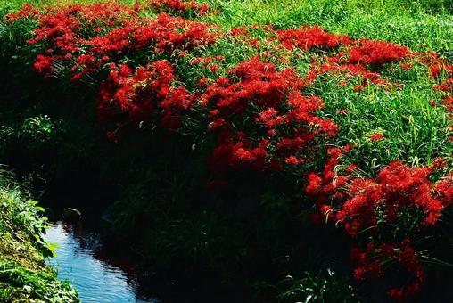 秋の小川のほとりに沢山咲いた彼岸花 秋の小川のほとりに沢山咲いた彼岸花の写真