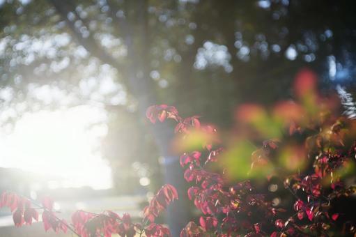 逆光に輝く紅葉とまぶしい木漏れ日 秋,紅葉,木漏れ日の写真素材