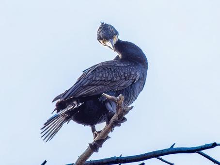 枝にとまるカワウ 枝にとまるカワウの写真