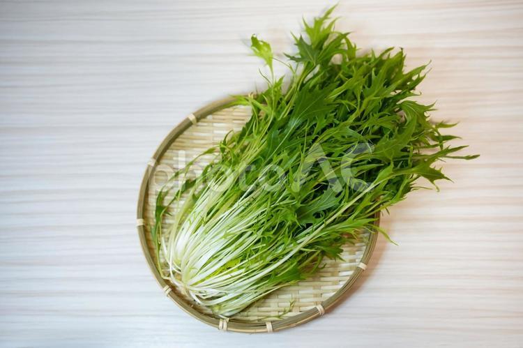 鮮やかな緑色のサラダ水菜 サラダ水菜,水菜,野菜の写真素材