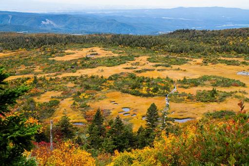 八甲田山 毛無岱の草紅葉 秋,紅葉,黄葉の写真素材