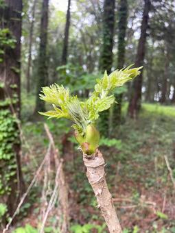 タラの芽 タラの芽 の写真
