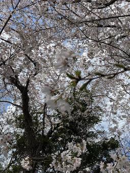 sakura003 sakura003 春,さくら,サクラの写真素材