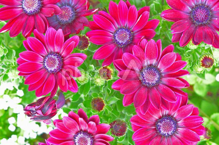 紫色の鮮やかな花　壁紙 紫色の鮮やかな花,オステオスペルマム,花の写真素材