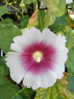 Photo, tattooi, hollyhock, kokekokko flower, 