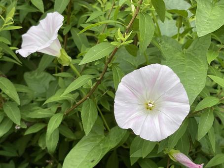 Kanda River in May: Bindweed Flowers 2025, JPG