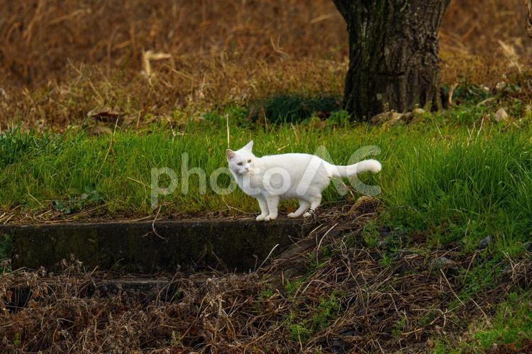 白猫 猫,ねこ,のどかの写真素材