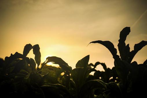 <Goto scenery> Tobacco field at dawn in early summer, leaf tobacco, tobacco, field, JPG