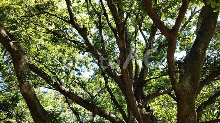 木漏れ日 背景,枝,グリーンの写真素材