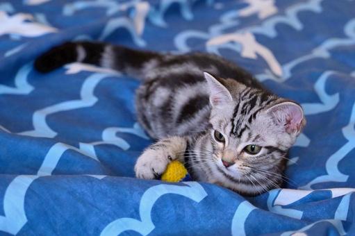 ボールで遊ぶ子猫 ボールで遊ぶ子猫 子猫,kitten,ねこの写真素材