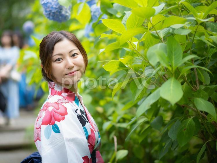 32：紫陽花と浴衣の女性 紫陽花,あじさい,浴衣の写真素材