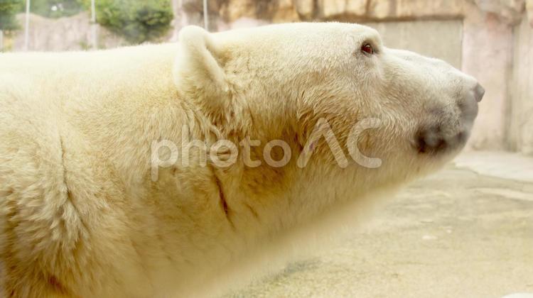 動物園のシロクマの横顔 シロクマ,動物園,動物の写真素材