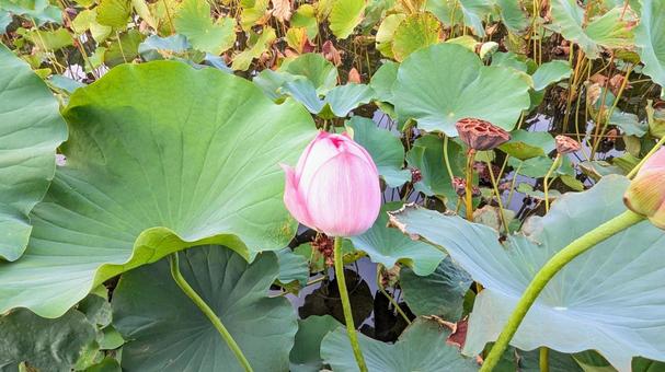 ピンクの蓮の花のつぼみ ピンクの蓮の花のつぼみ 背景,自然,蓮の写真素材