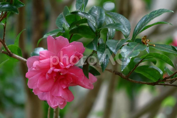 冬の寒空に咲く サザンカ,花,ツバキ科の写真素材