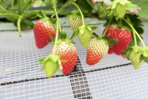 strawberry, JPG strawberry, JPG