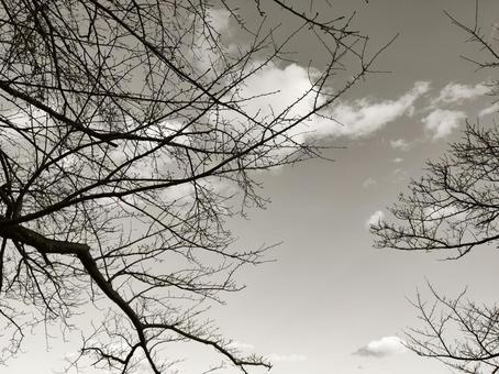 冬の空に広がる枝と雲の陰影 枝,枯れ木,樹木の写真素材