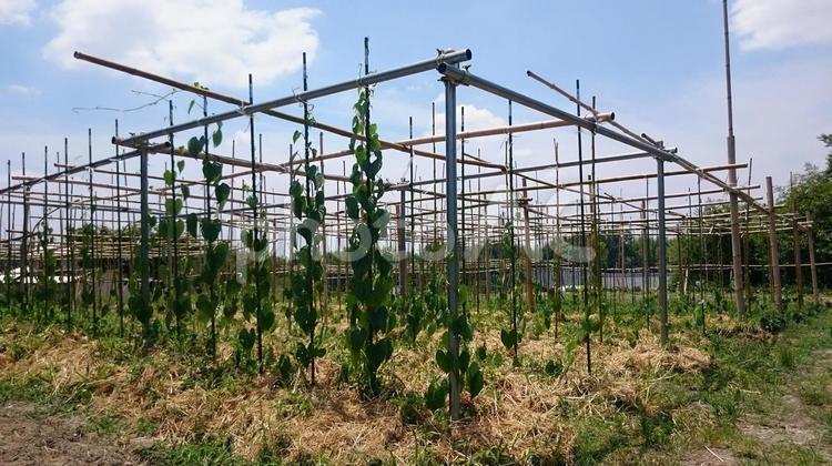 宇宙芋の棚 宇宙芋,ソライモ,エアーポテトの写真素材