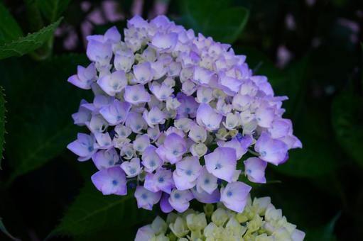 Hydrangea flowers, JPG