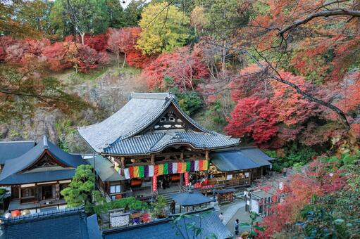 岡寺 岡寺,紅葉,もみじの写真素材