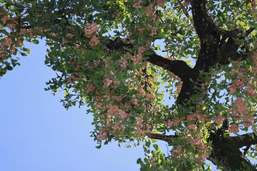 青空と緑の葉と黄色の銀杏の実のなる木の枝 青空,緑,葉の写真素材
