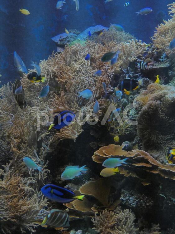 須磨水族館水槽8 水中の,水,トロピカルの写真素材