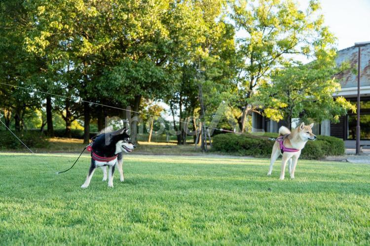 夏の公園で散歩する柴犬 柴犬,夏,景色の写真素材