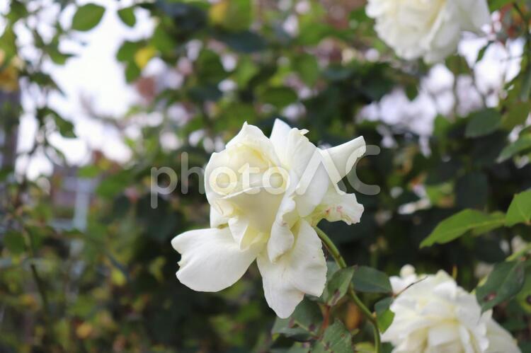 アメリカの白バラ、ホワイト・マスターピース 薔薇,ホワイト・マスターピース,植物の写真素材