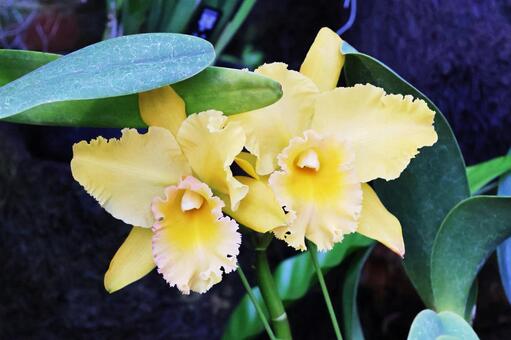 ラン１９（咲くやこの花館） カトレア,ラン,花の写真素材