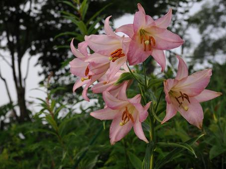 山野草・ササユリ(経ヶ岳) 山野草・ササユリ(経ヶ岳) ササユリ,花,植物の写真素材