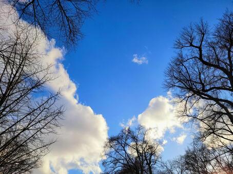 冬の青空　晴天　枯れ枝と雲 冬,青空,冬空の写真素材