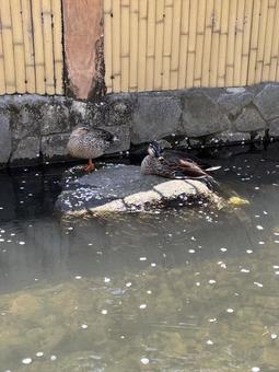 桜の花びら流れる小川のカモたち 桜の花びら流れる小川のカモたち カモ,カルガモ,鳥の写真素材