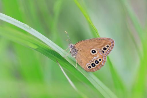 ヒメヒカゲ ヒメヒカゲの写真