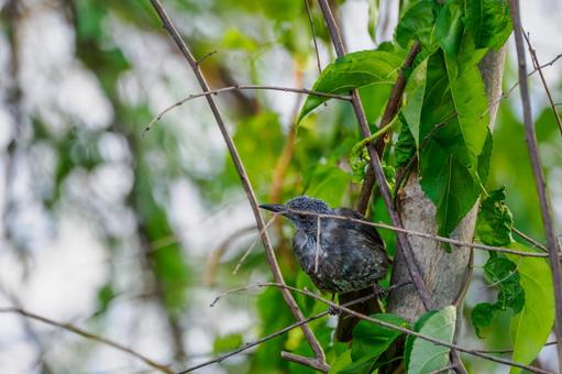 ヒヨドリの若鳥⑵ ヒヨドリの若鳥⑵の写真
