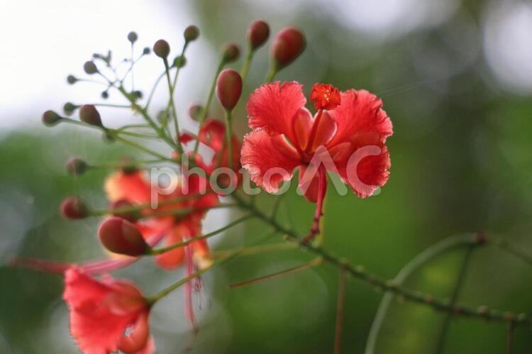 シンガポールの植物(4) ホウオウボク（鳳凰木）の花、その3 葉,自然,シンガポールの写真素材